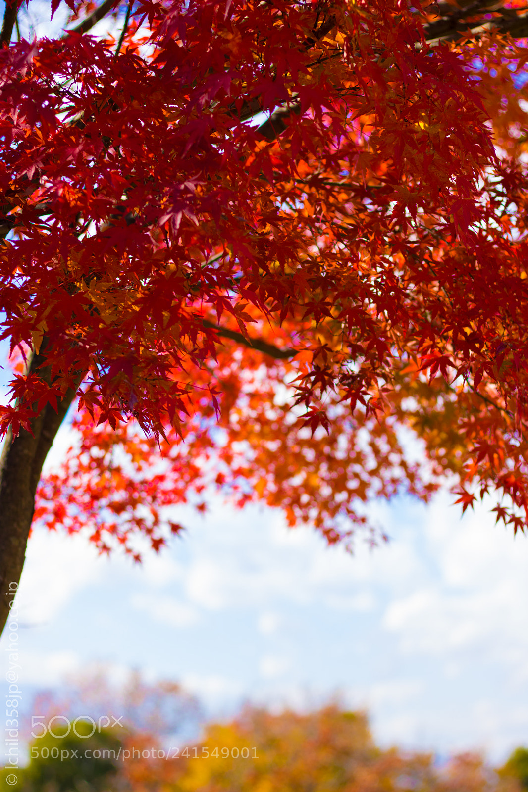 Canon EOS 760D (EOS Rebel T6s / EOS 8000D) sample photo. Autumn color photography