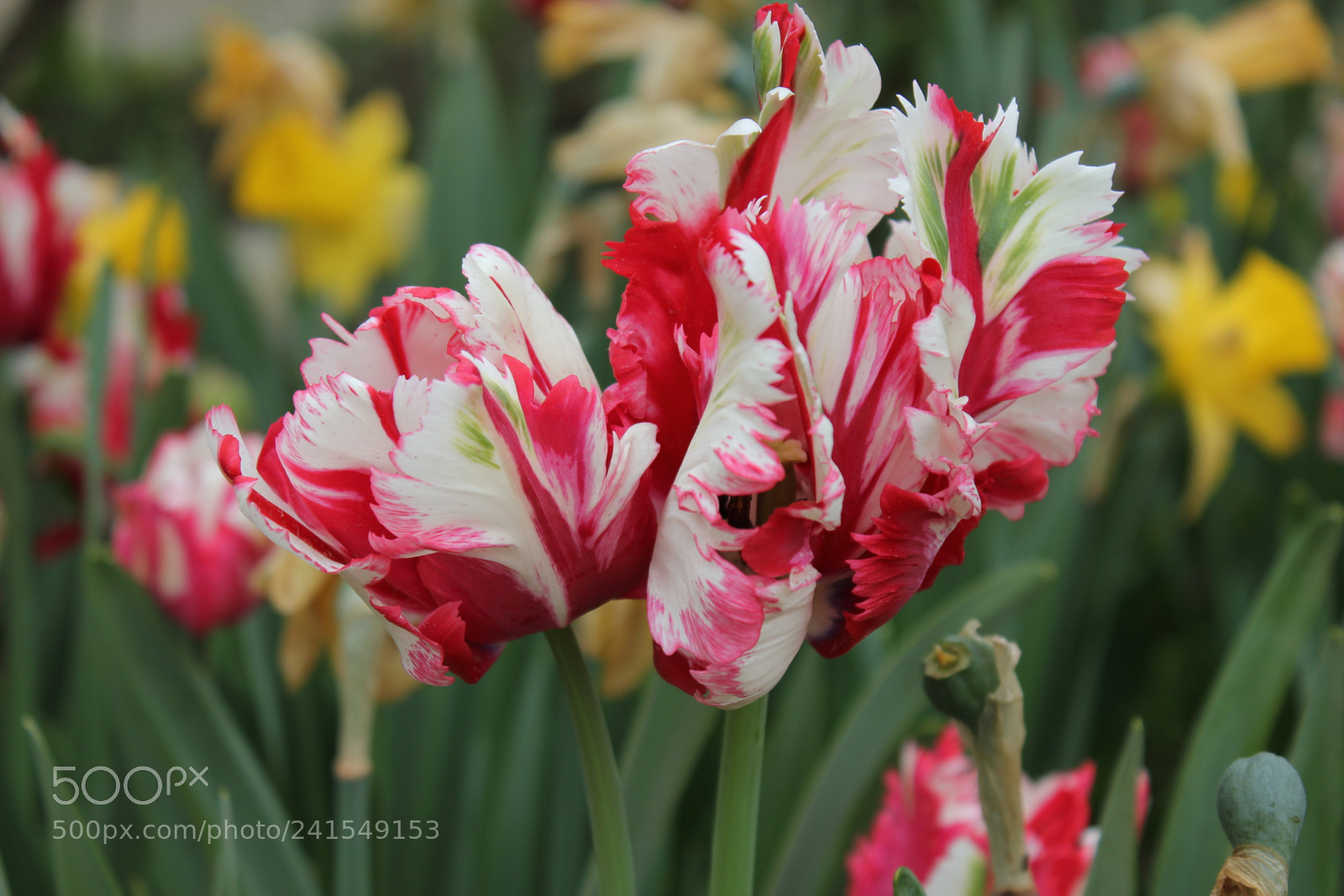Canon EF-S 18-55mm F3.5-5.6 IS sample photo. Tulips edward's gardens, toronto photography