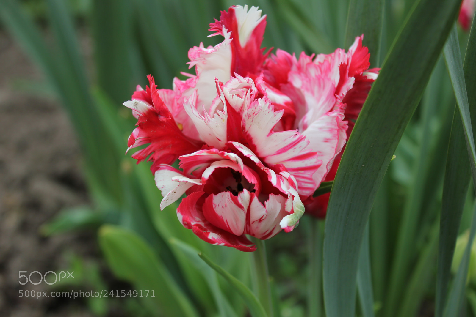 Canon EF-S 18-55mm F3.5-5.6 IS sample photo. Tulips edward's gardens, toronto photography