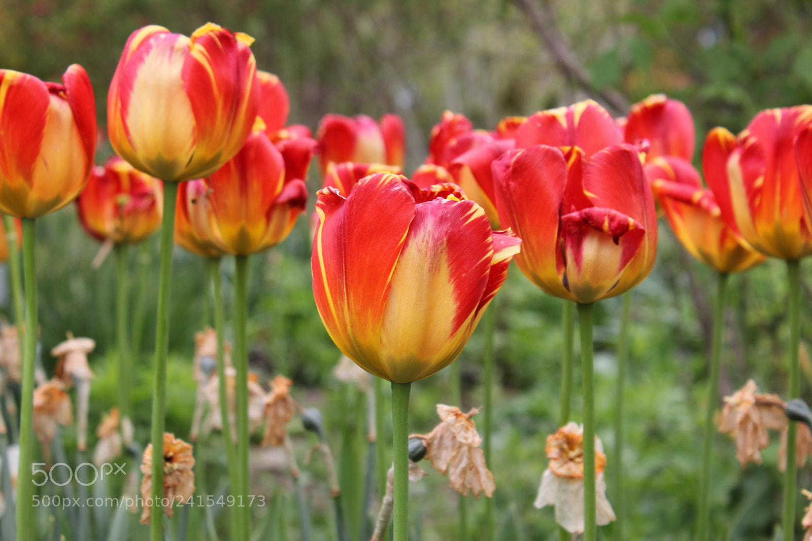 Canon EF-S 18-55mm F3.5-5.6 IS sample photo. Tulips edward's gardens, toronto photography