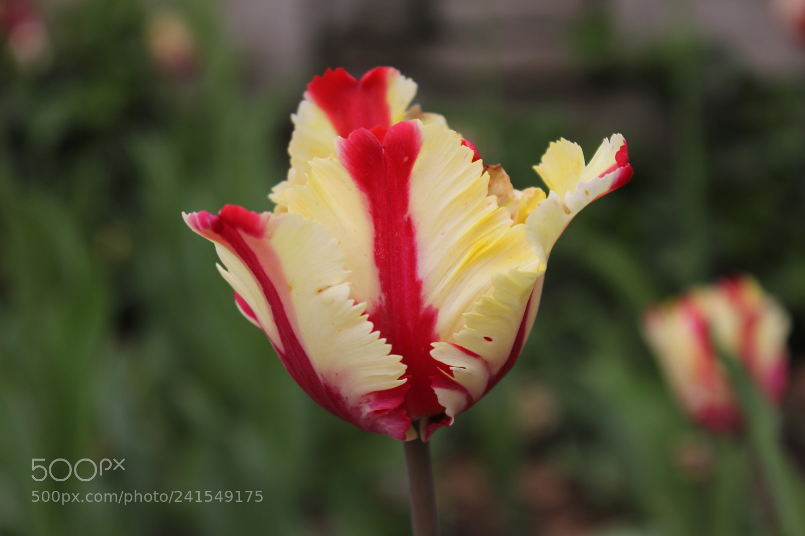 Canon EF-S 18-55mm F3.5-5.6 IS sample photo. Tulips edward's gardens, toronto photography