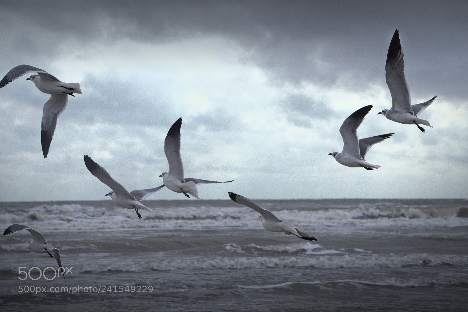 Sony Alpha a3000 sample photo. Fly photography
