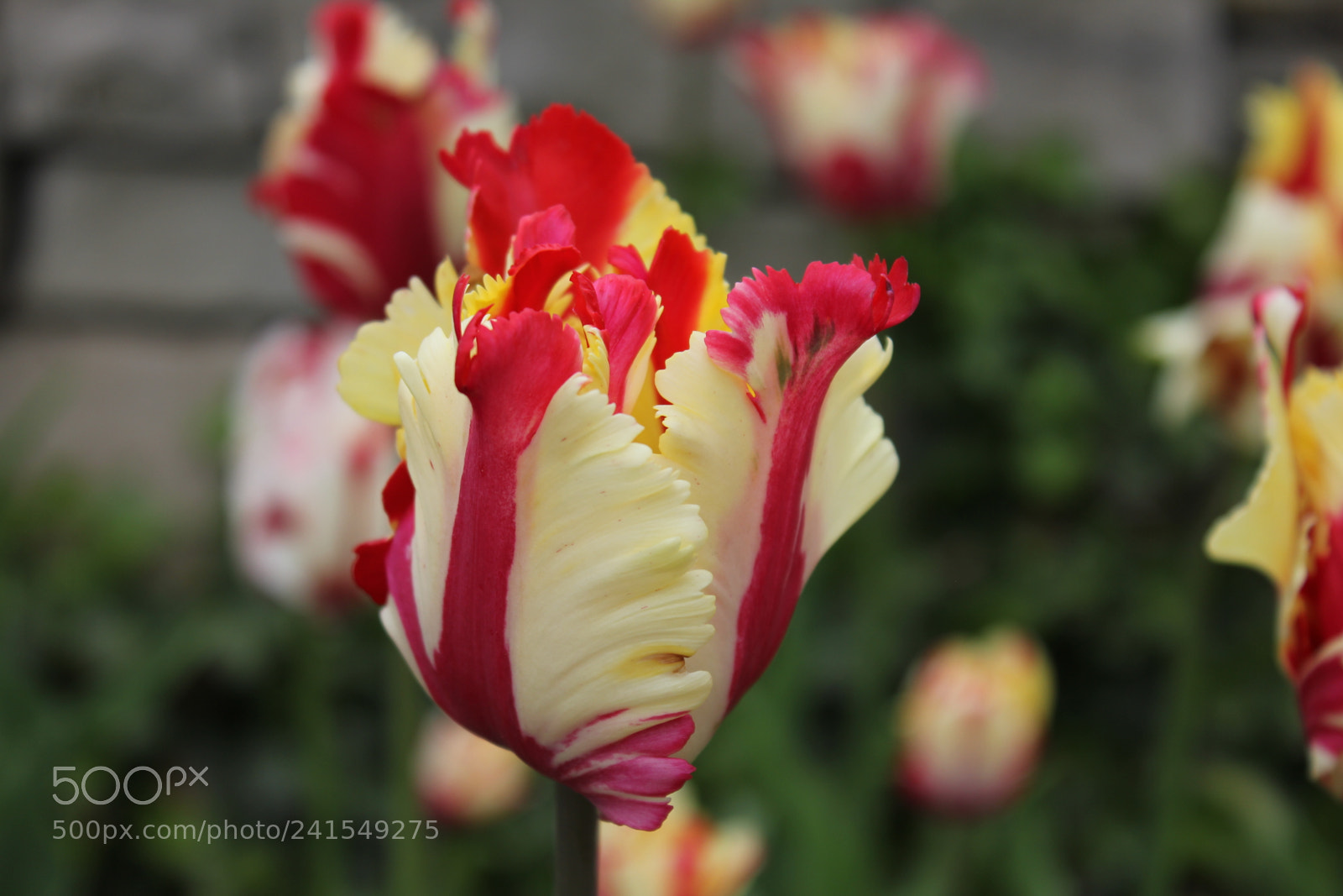 Canon EF-S 18-55mm F3.5-5.6 IS sample photo. Tulips edward's gardens, toronto photography