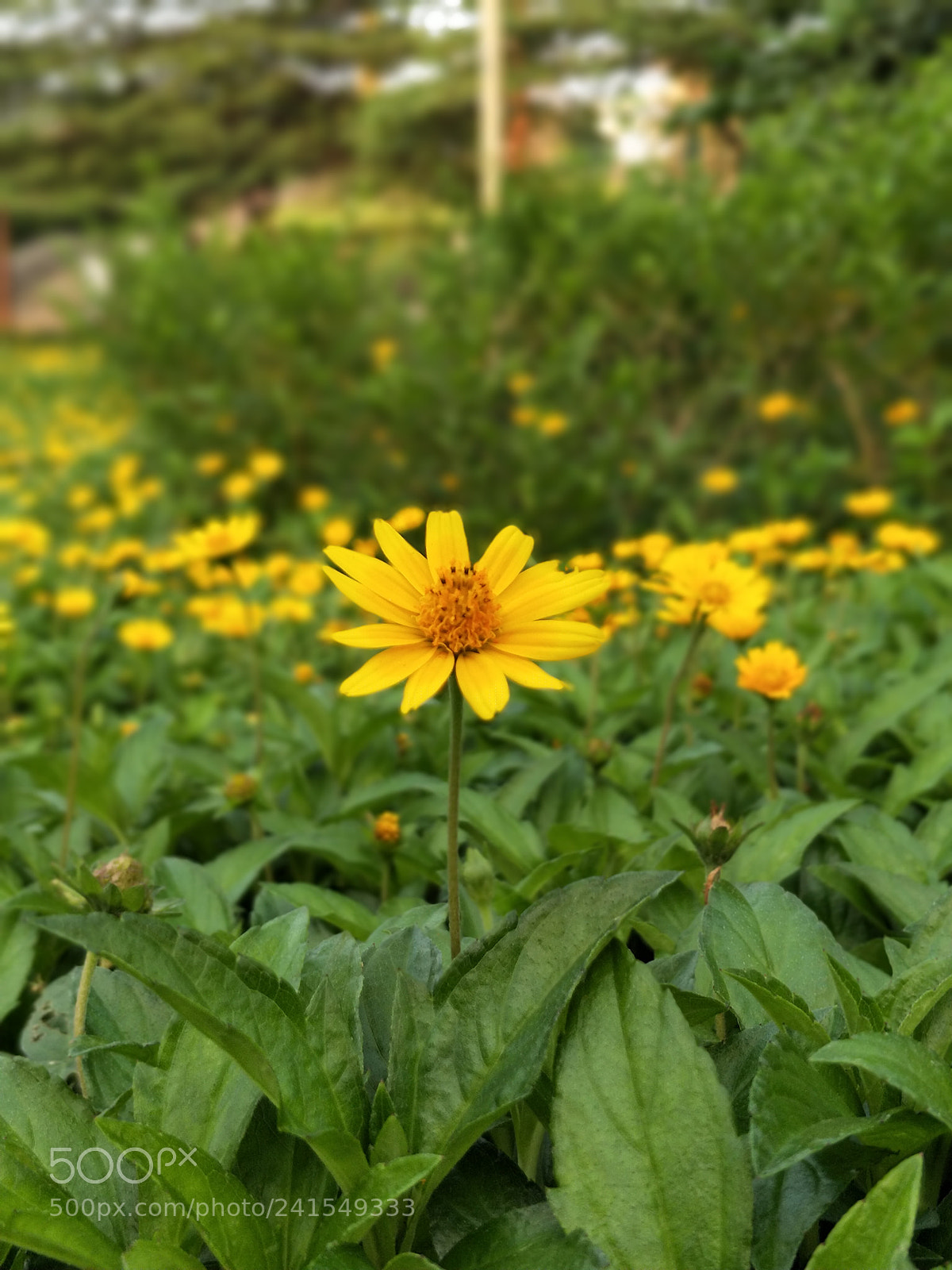 OnePlus 5 sample photo. Flower of spring photography