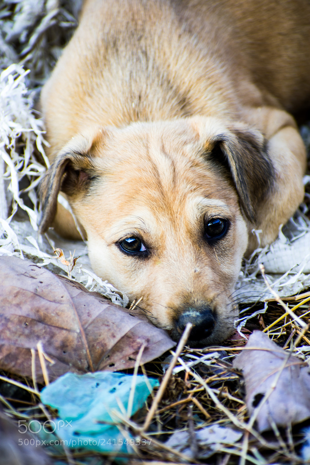 Nikon D3400 sample photo. Dog photography
