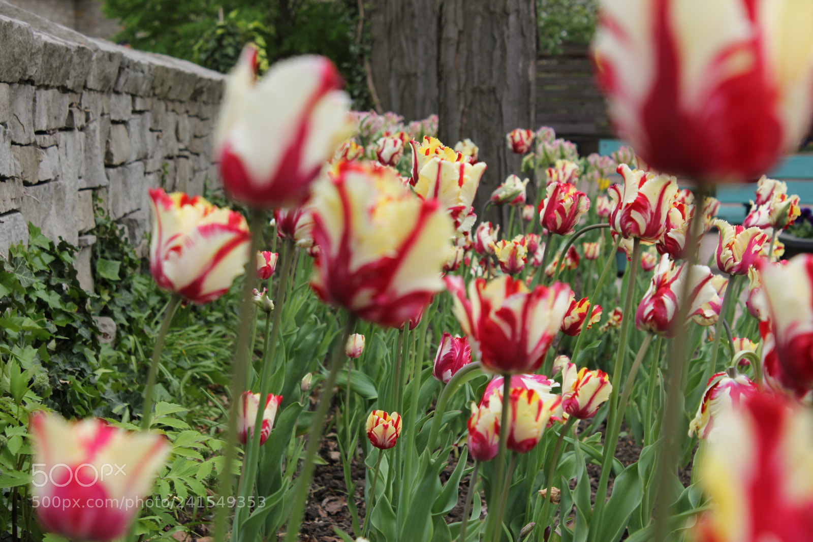 Canon EF-S 18-55mm F3.5-5.6 IS sample photo. Tulips edward's gardens, toronto photography