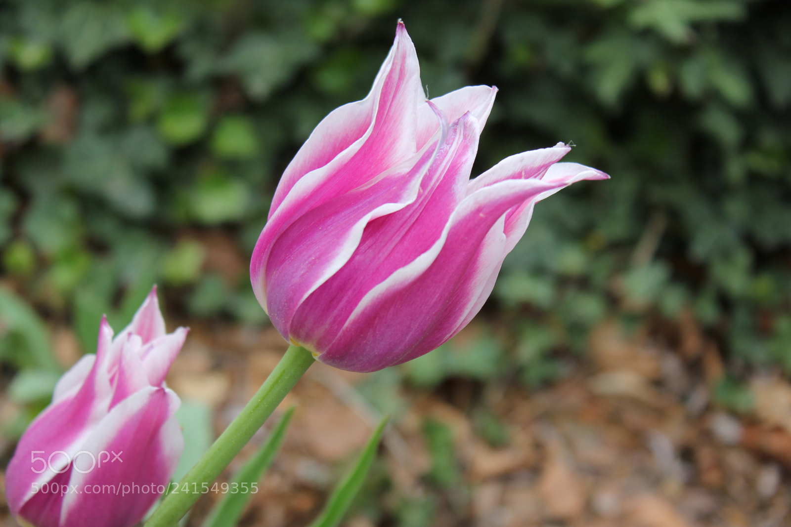 Canon EF-S 18-55mm F3.5-5.6 IS sample photo. Tulips edward's gardens, toronto photography