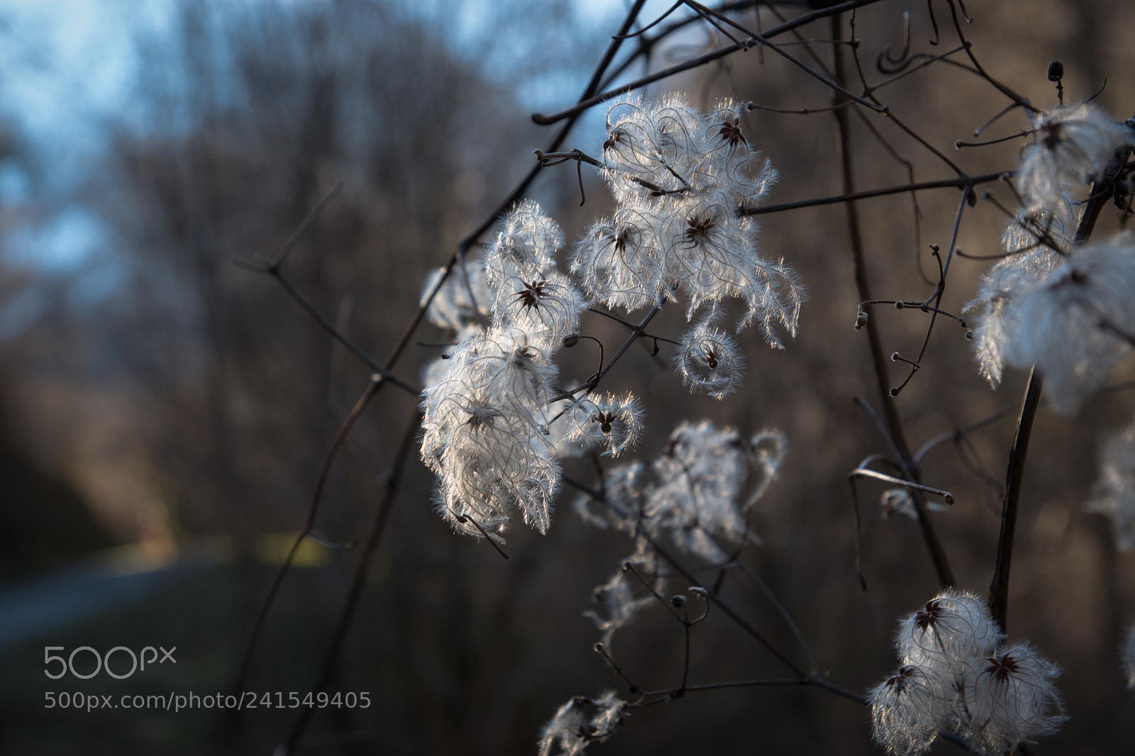 Nikon D5500 sample photo. Clématite photography