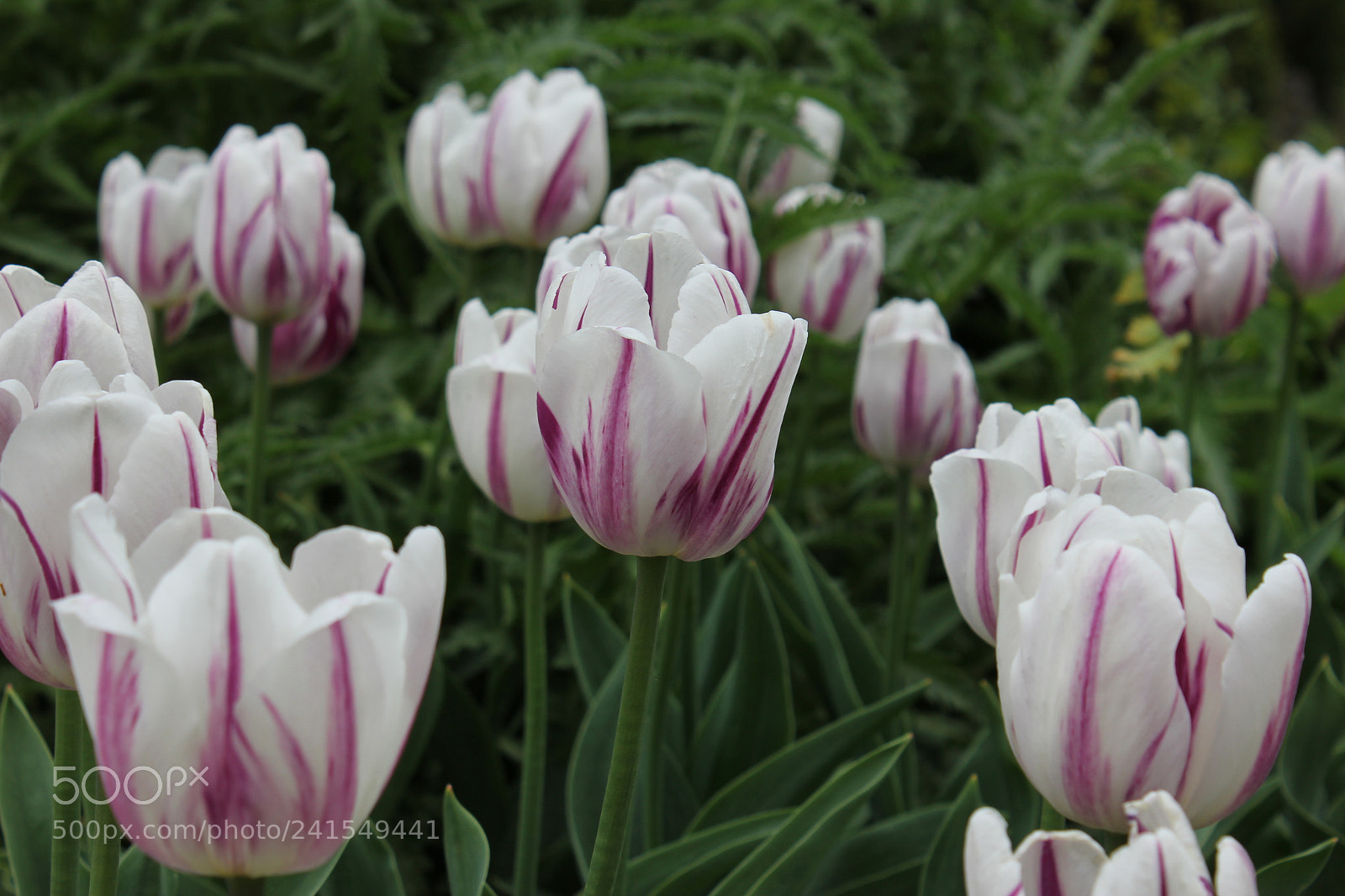 Canon EF-S 18-55mm F3.5-5.6 IS sample photo. Tulips edward's gardens, toronto photography