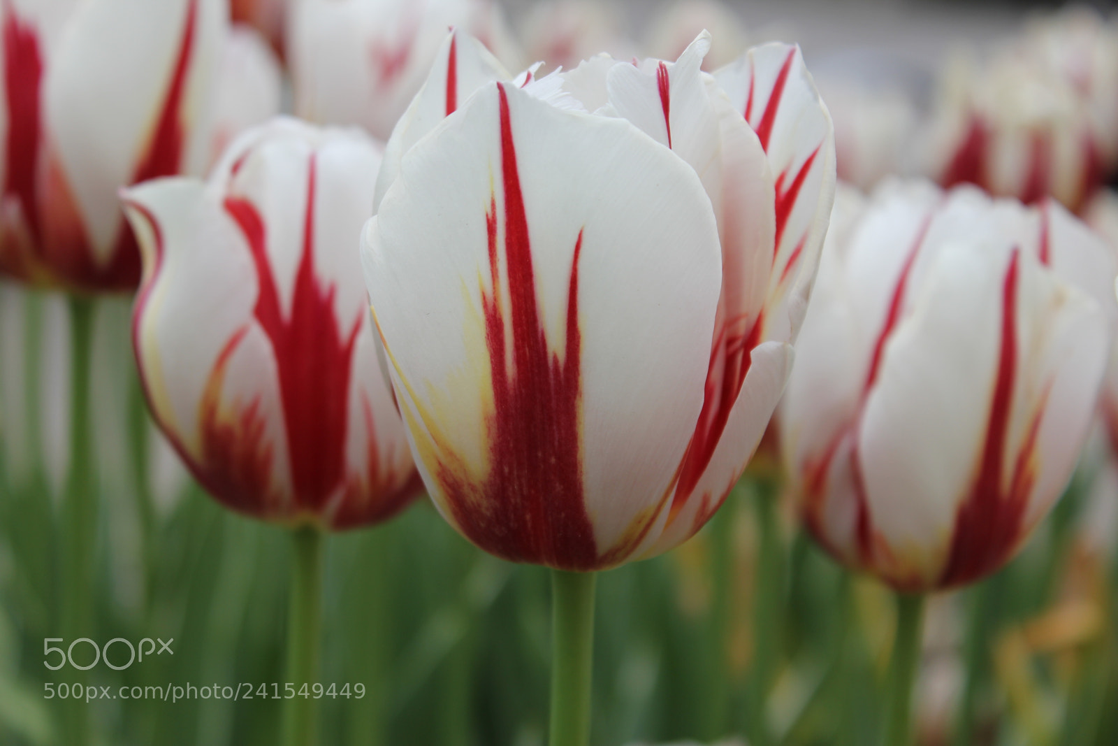 Canon EF-S 18-55mm F3.5-5.6 IS sample photo. Tulips edward's gardens, toronto photography