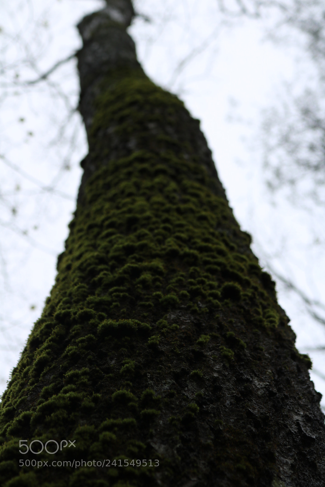 Canon EOS 750D (EOS Rebel T6i / EOS Kiss X8i) sample photo. Img photography