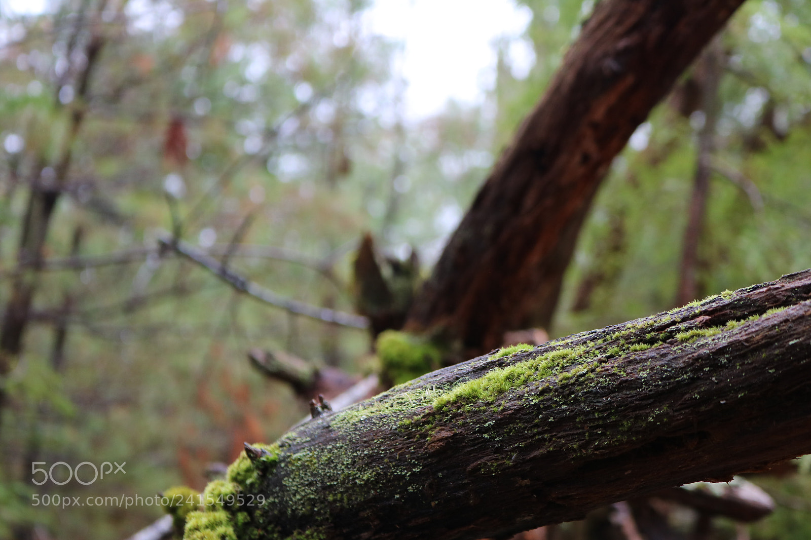 Canon EOS 750D (EOS Rebel T6i / EOS Kiss X8i) sample photo. Img photography