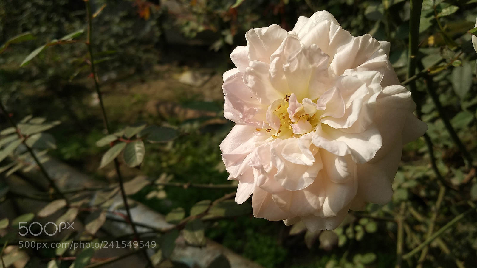 Xiaomi MI MAX 2 sample photo. Untitled photography