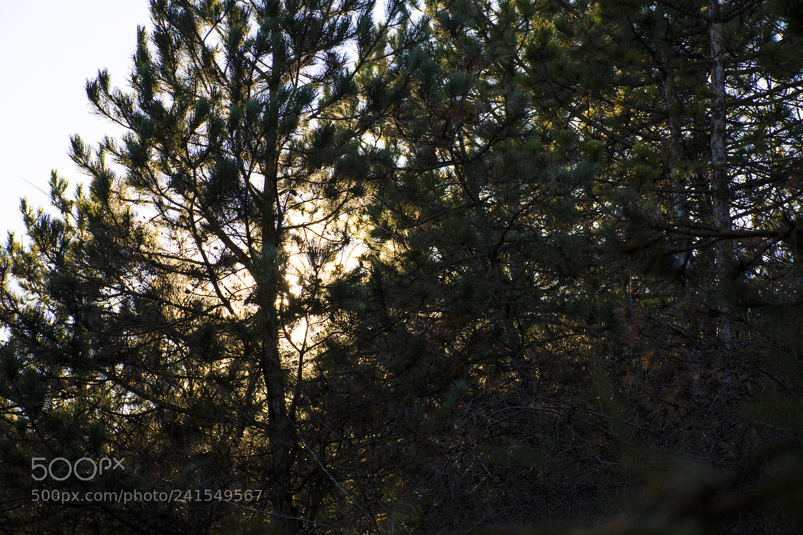 Nikon D7200 sample photo. The call photography