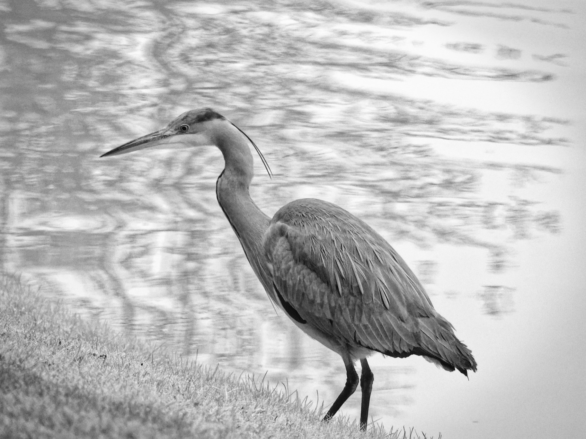 Panasonic DMC-FZ330 sample photo. Grey heron photography