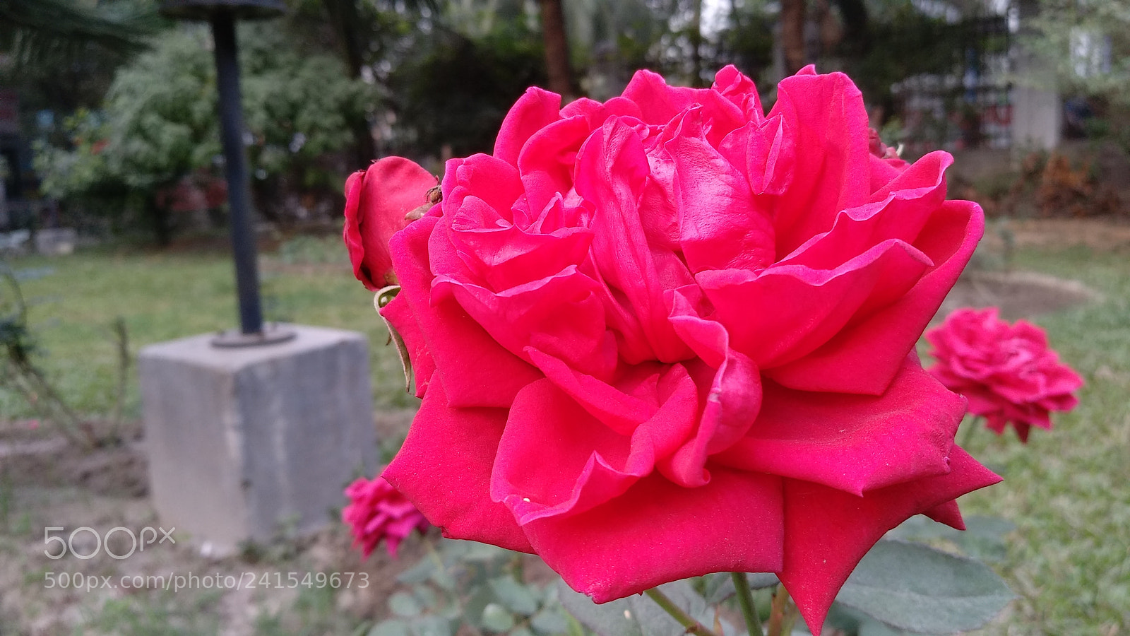 Xiaomi MI MAX 2 sample photo. Untitled photography