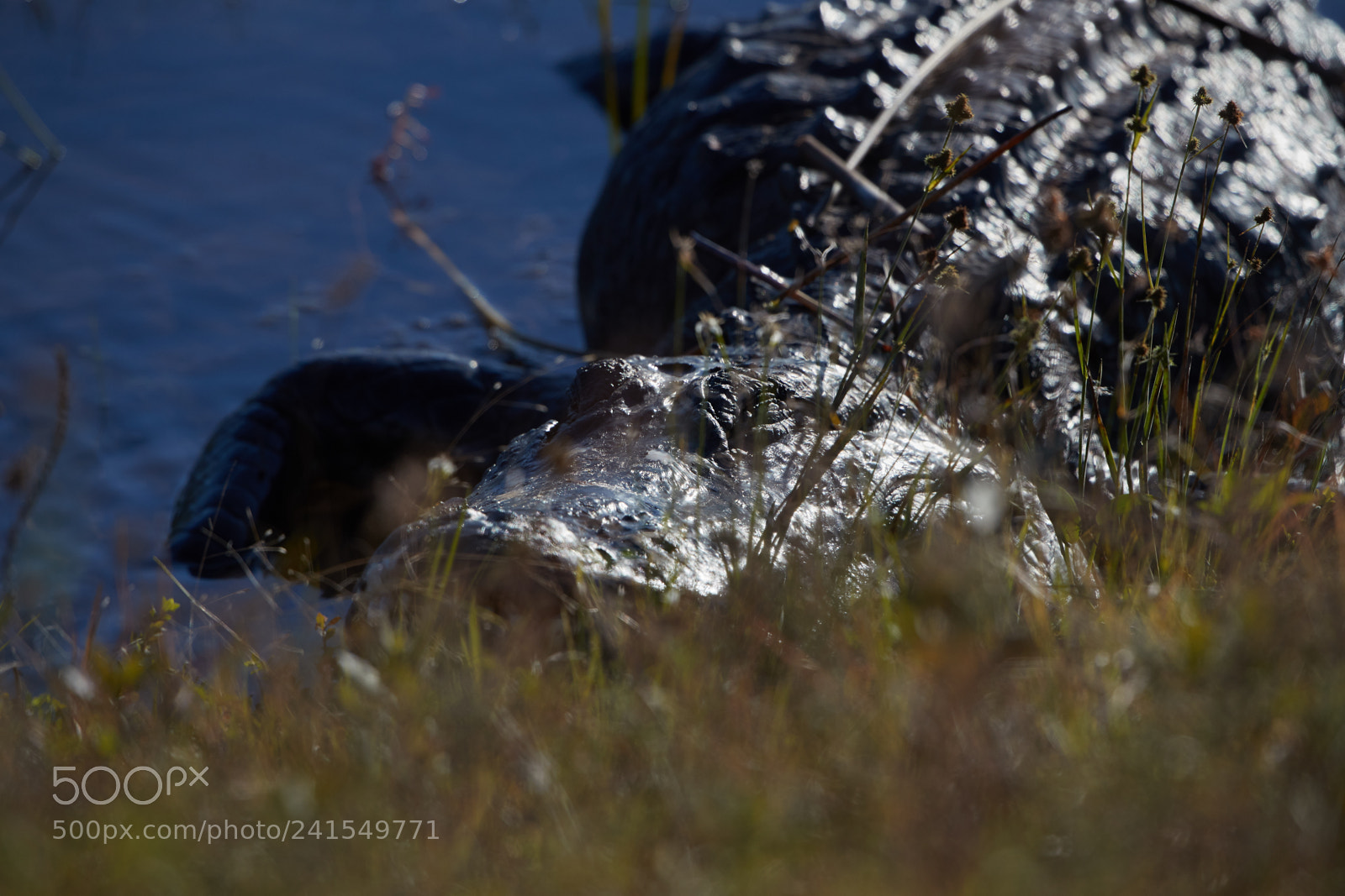 Canon EOS-1D X Mark II sample photo. 01-06-18-8122.jpg photography