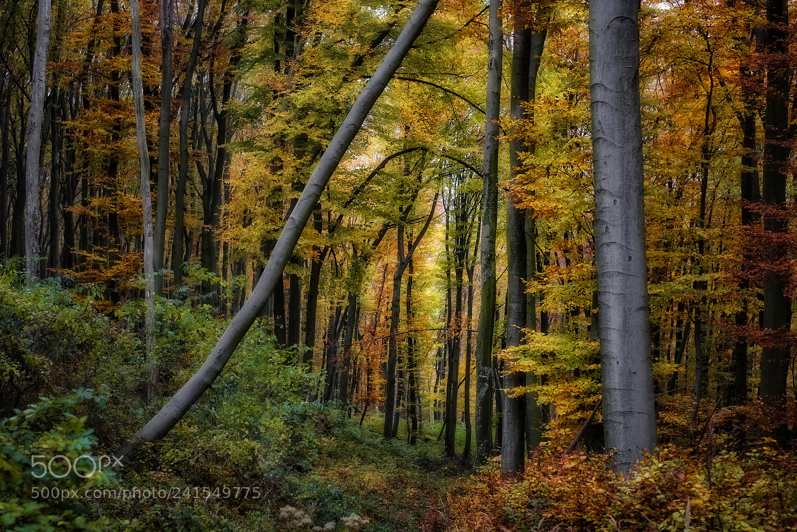 Nikon D810 sample photo. Forest scenes (3) photography