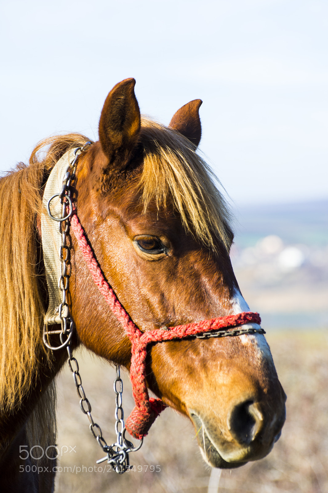 Nikon D7200 sample photo. Golden horse photography