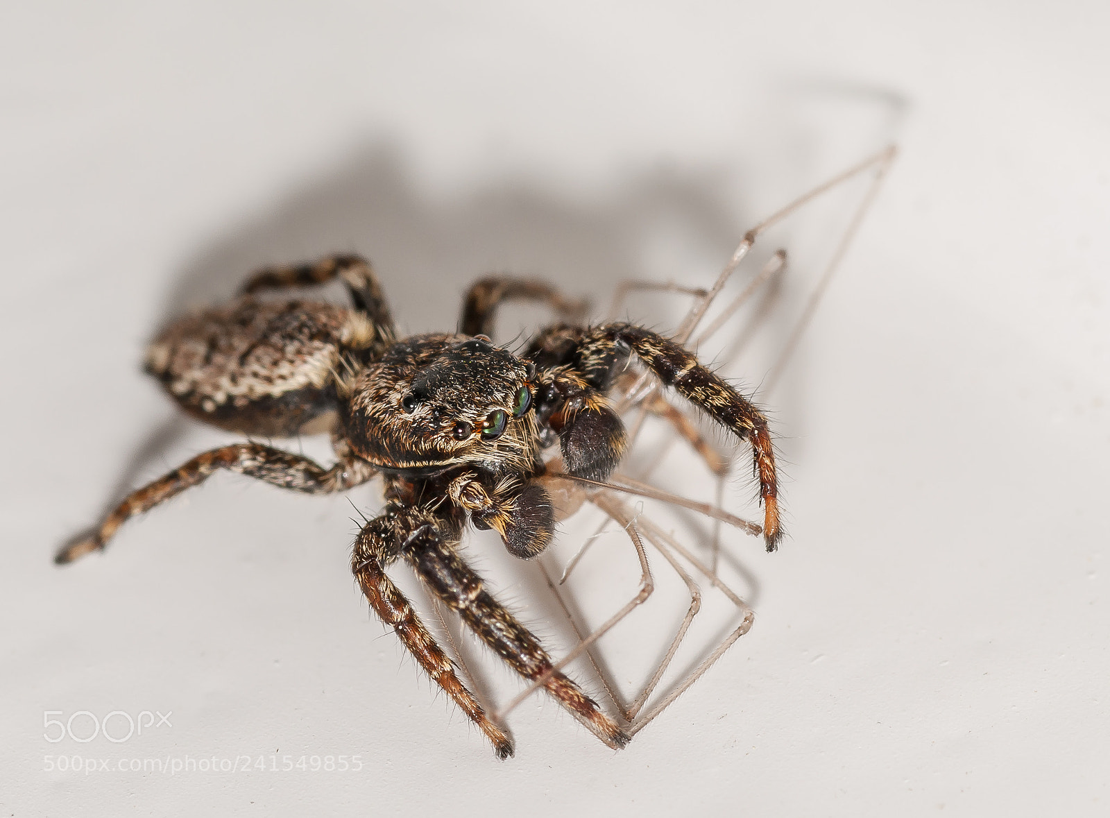 Nikon D60 sample photo. 15 legs... photography