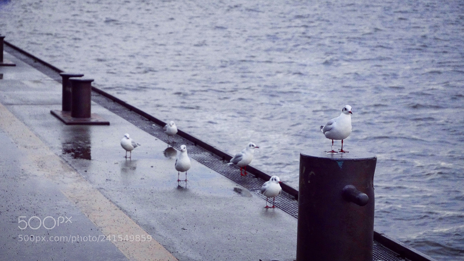Panasonic DMC-G70 sample photo. That is the „bird-crew“ photography