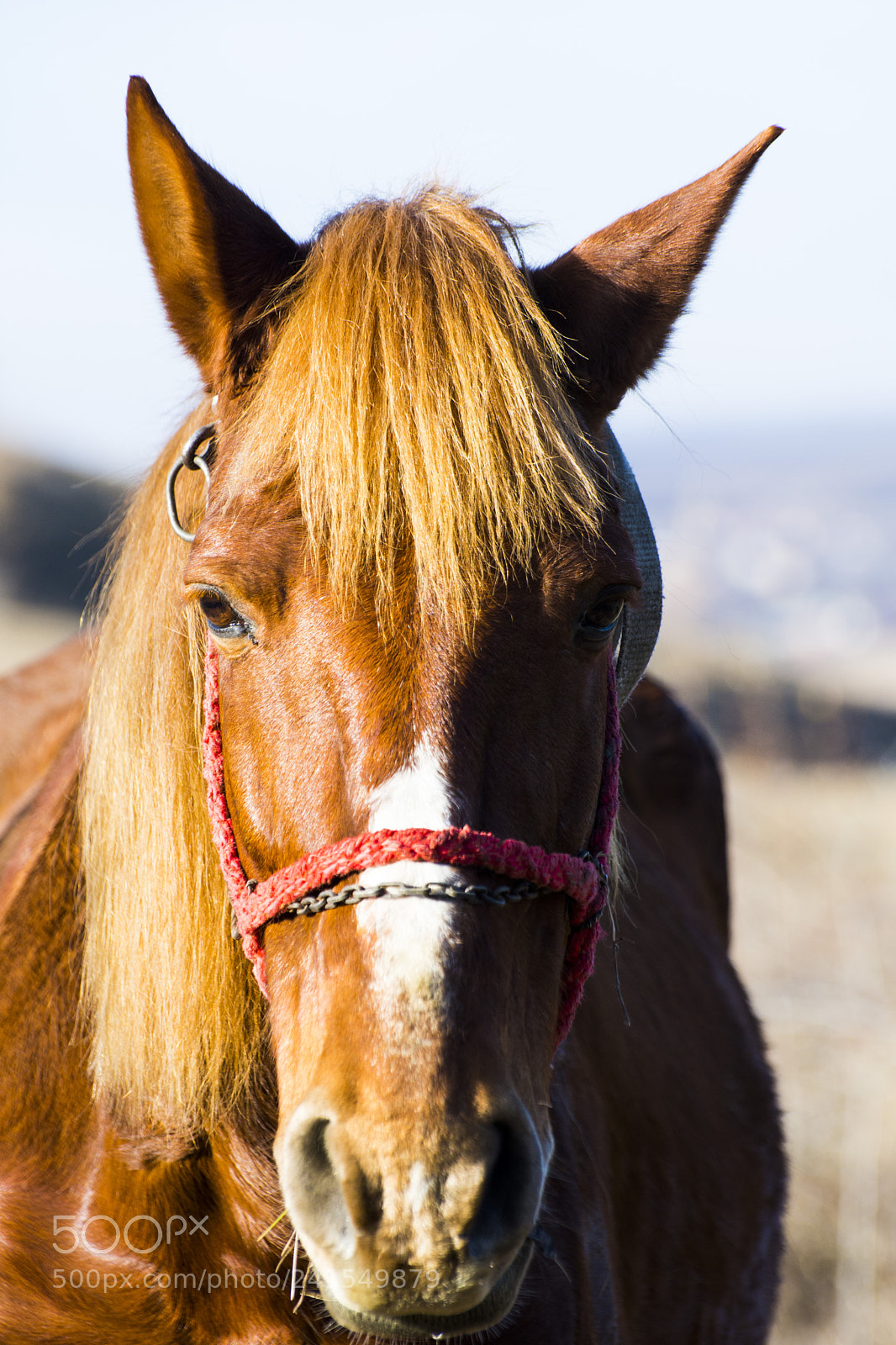 Nikon D7200 sample photo. Golden horse photography