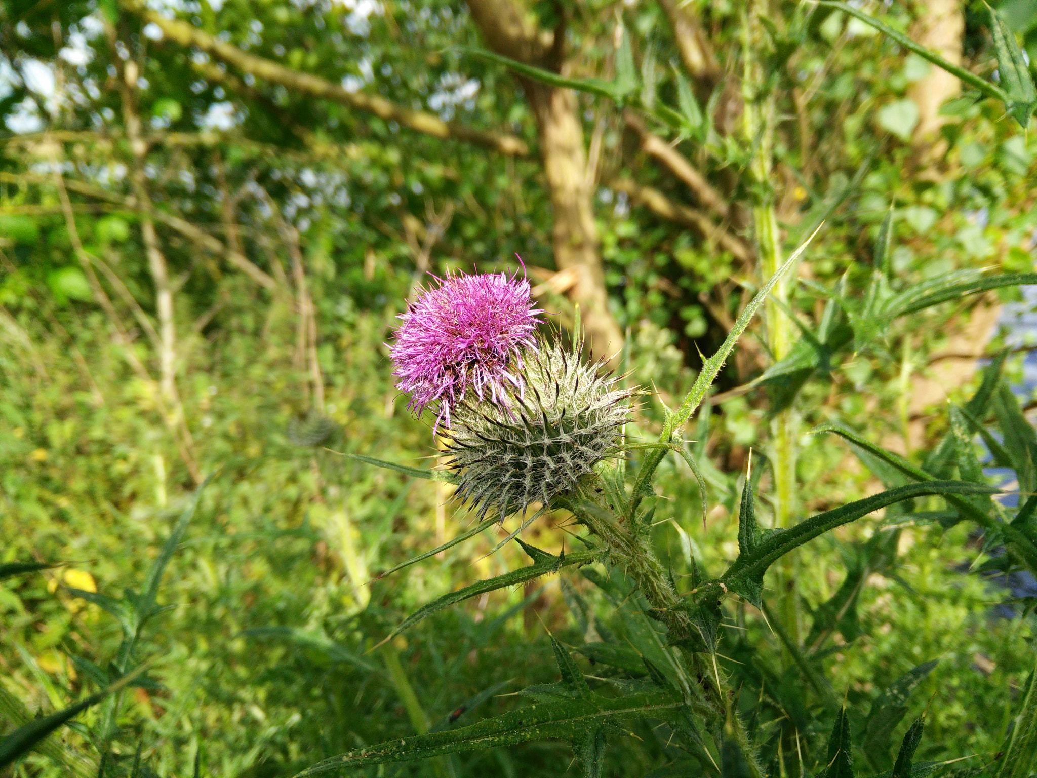 OPPO Find7 sample photo. Thistle photography