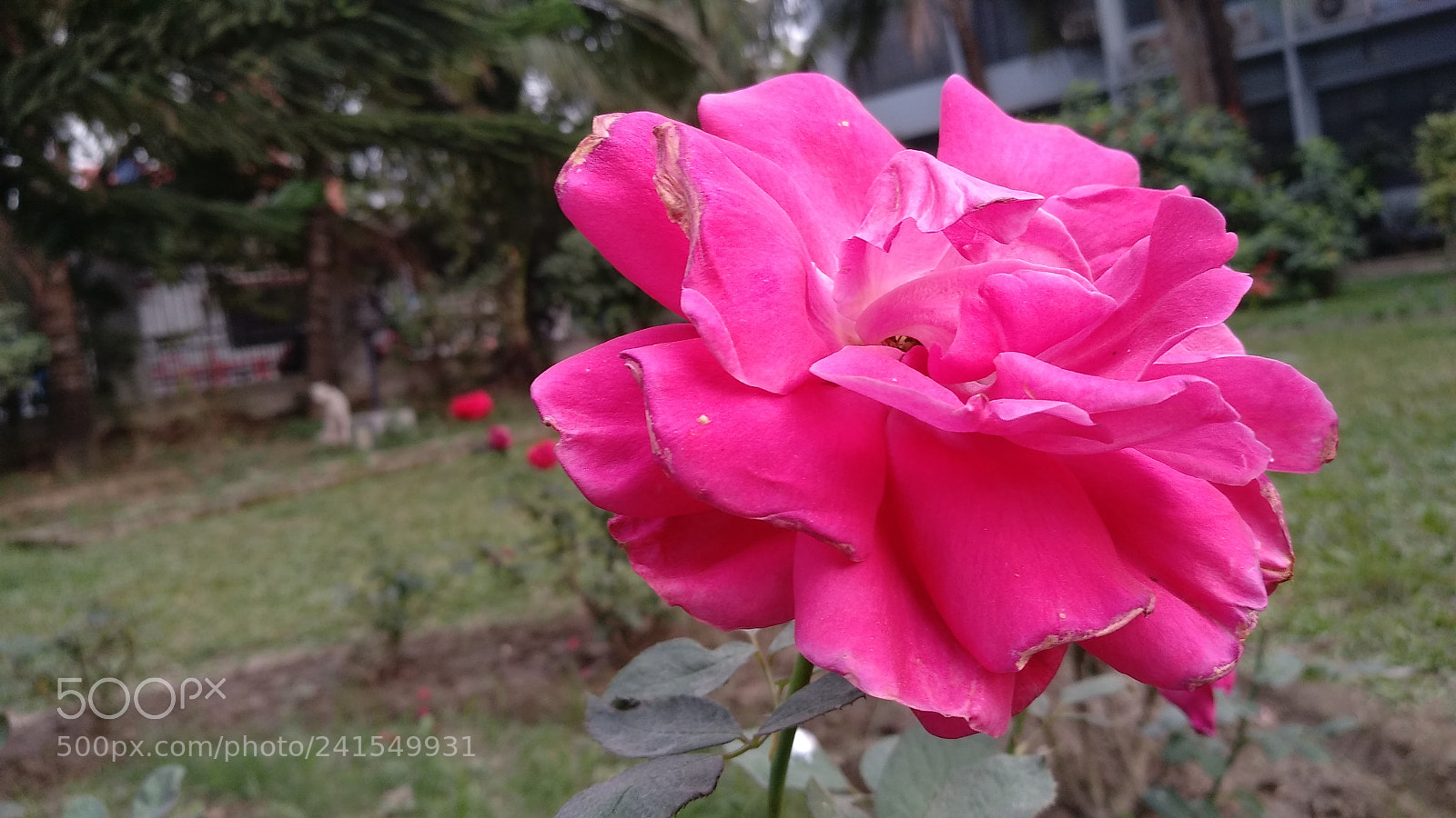 Xiaomi MI MAX 2 sample photo. Untitled photography