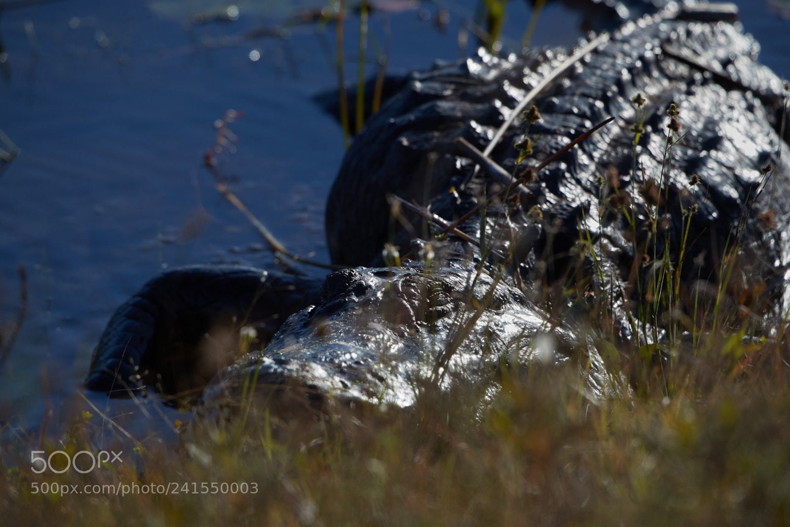 Canon EOS-1D X Mark II sample photo. 01-06-18-8123.jpg photography