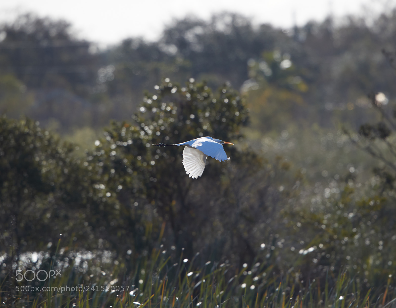 Canon EOS-1D X Mark II sample photo. 01-06-18-8132 2.jpg photography