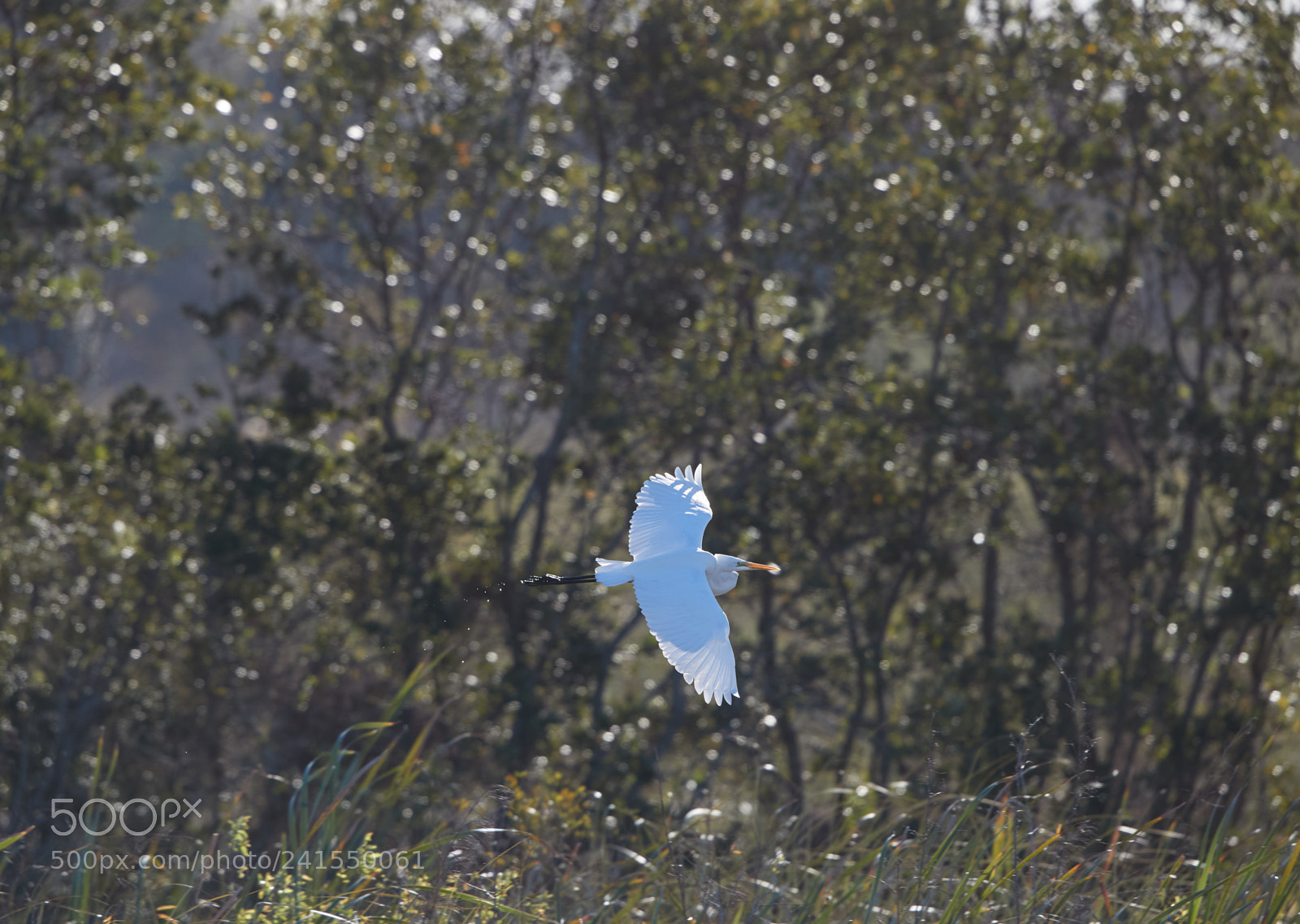 Canon EOS-1D X Mark II sample photo. 01-06-18-8133 2.jpg photography