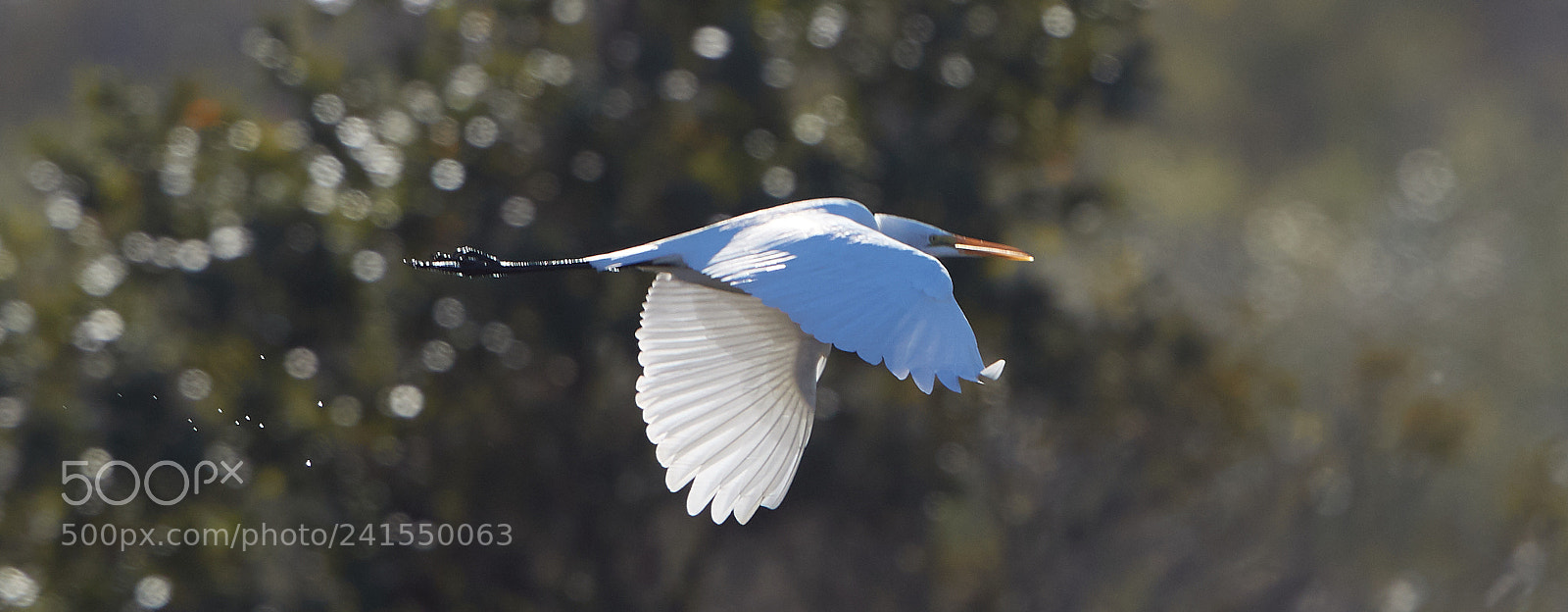 Canon EOS-1D X Mark II sample photo. 01-06-18-8132.jpg photography