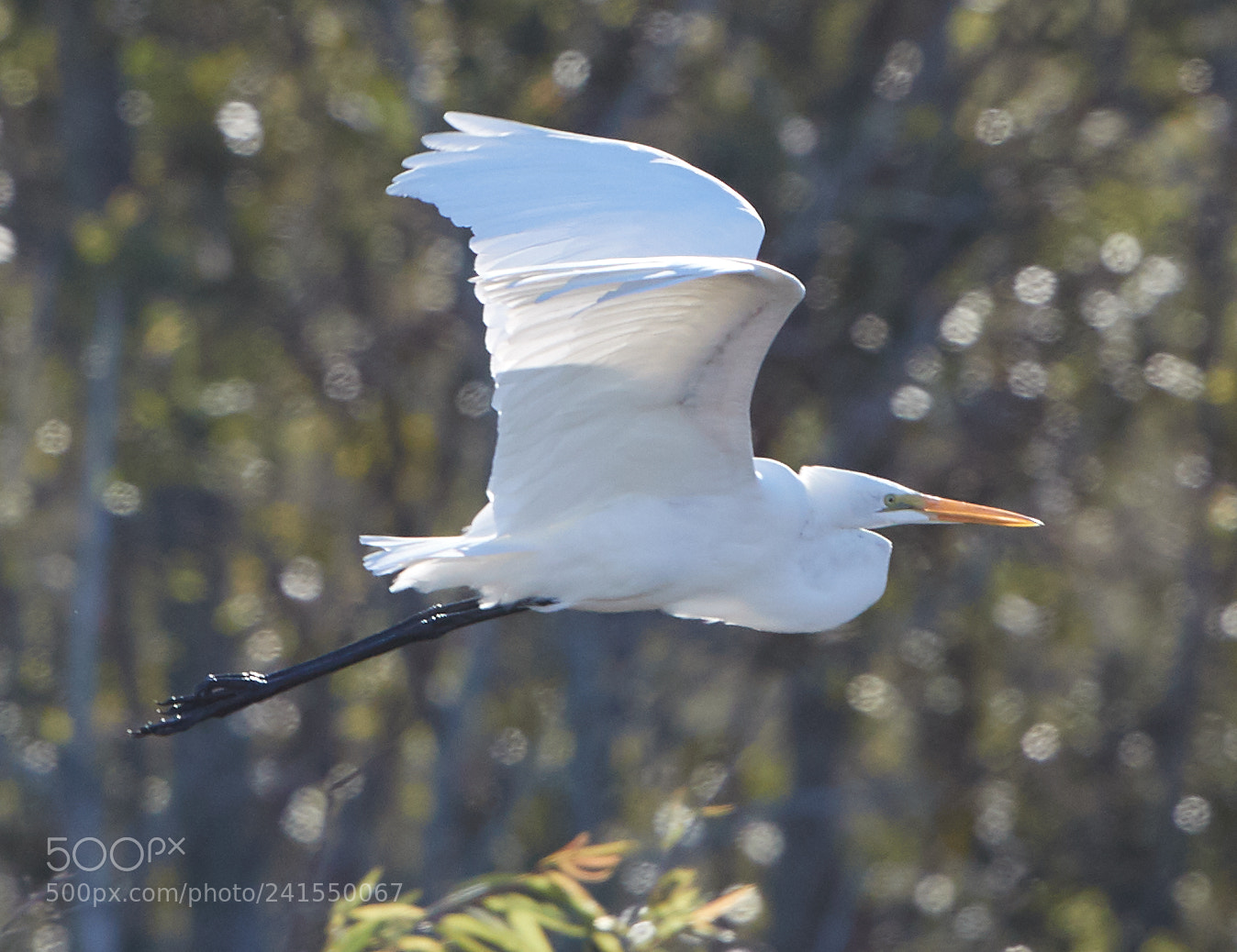 Canon EOS-1D X Mark II sample photo. 01-06-18-8134 2.jpg photography