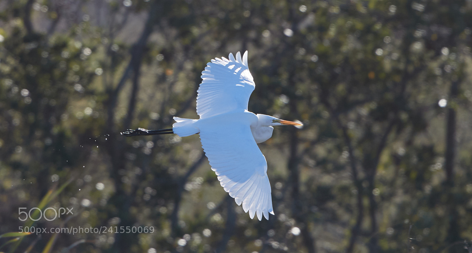 Canon EOS-1D X Mark II sample photo. 01-06-18-8133.jpg photography