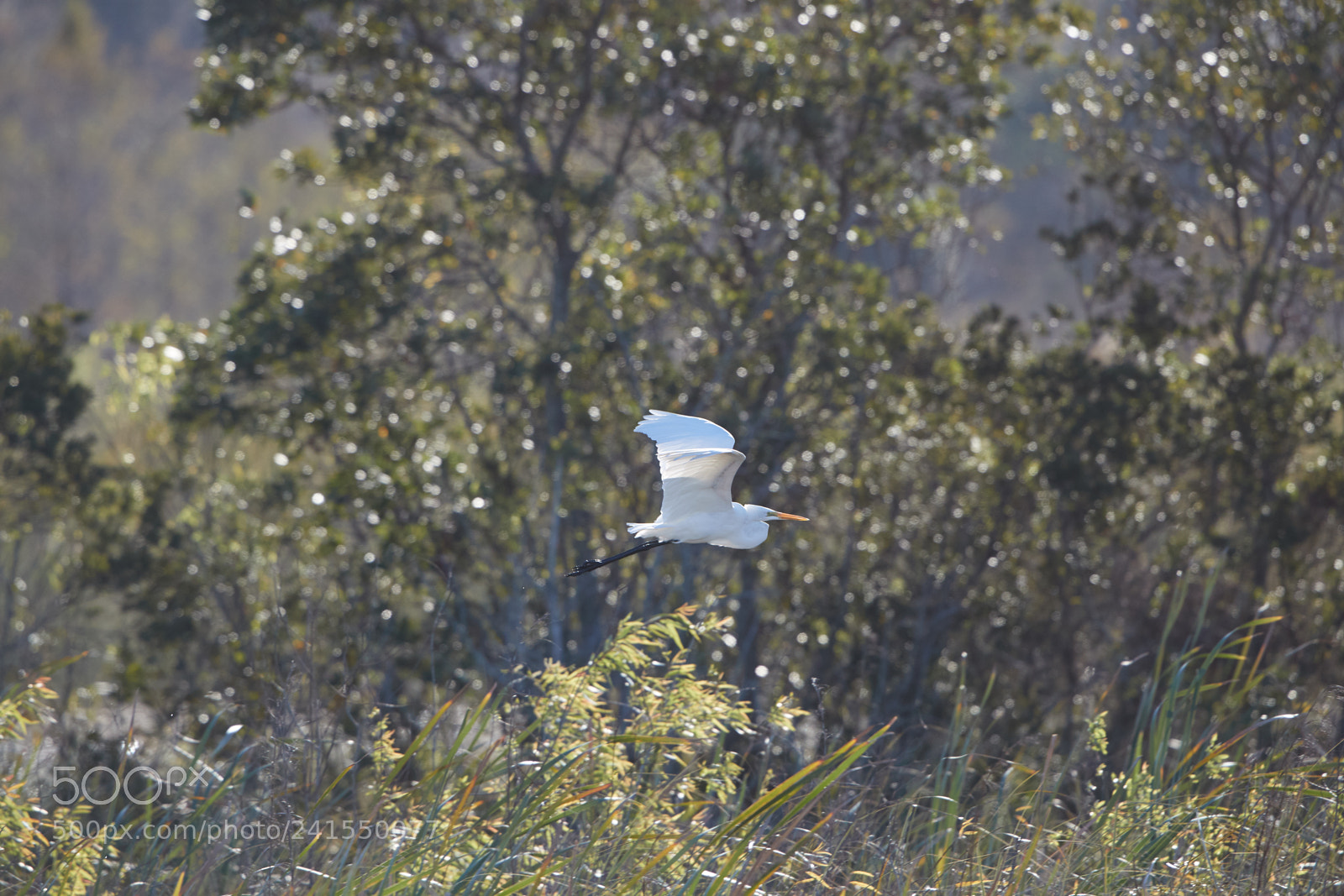 Canon EOS-1D X Mark II sample photo. 01-06-18-8134.jpg photography