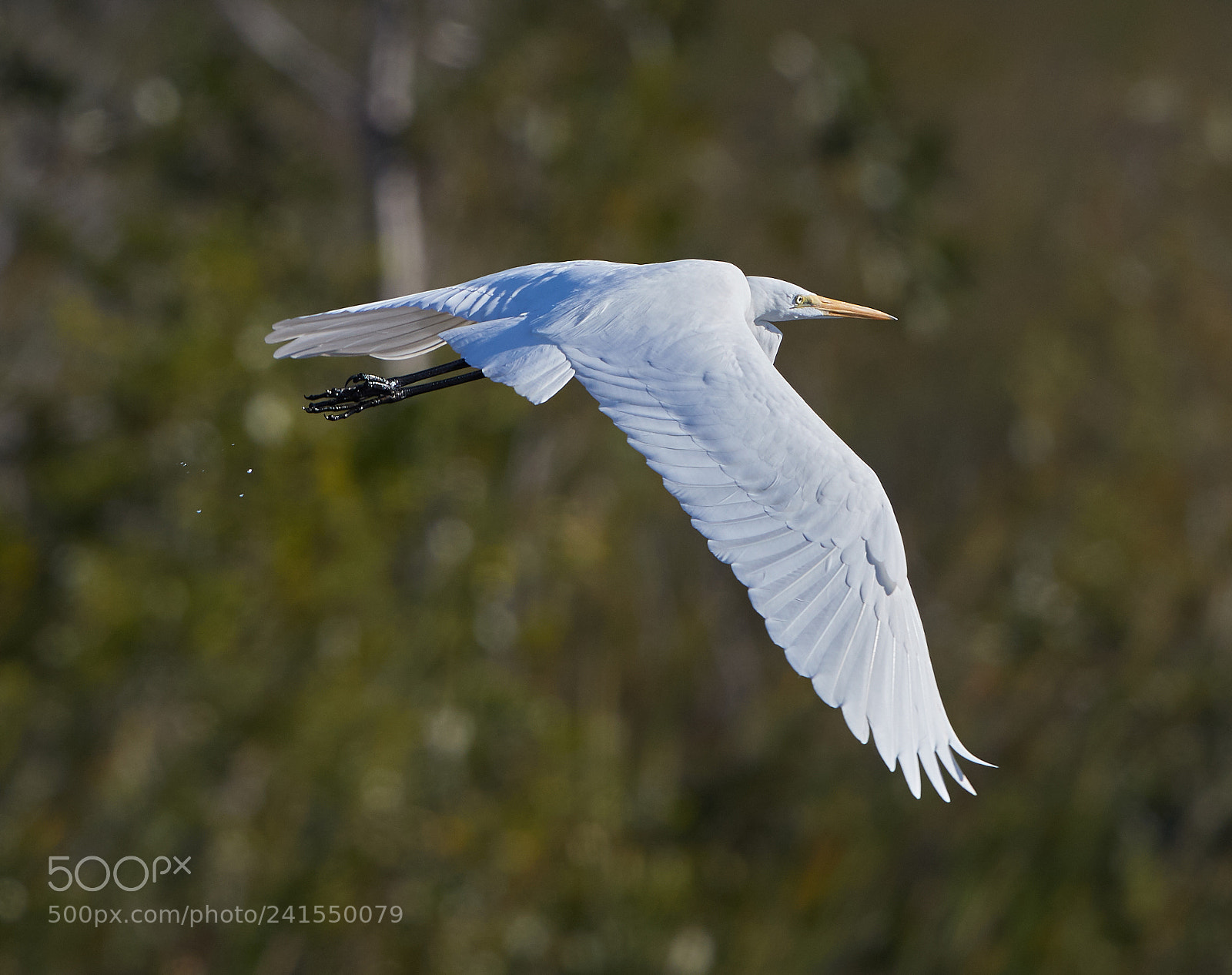 Canon EOS-1D X Mark II sample photo. 01-06-18-8138.jpg photography