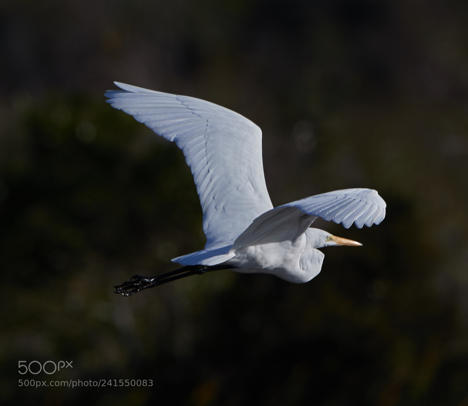Canon EOS-1D X Mark II sample photo. 01-06-18-8139.jpg photography