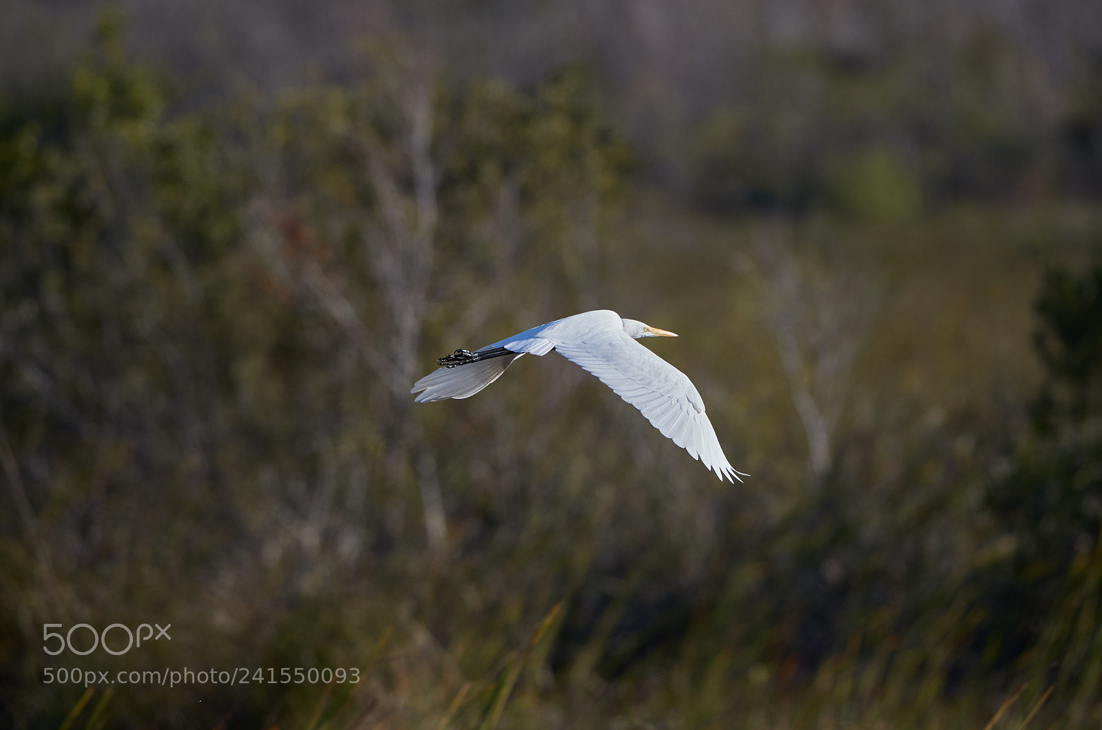 Canon EOS-1D X Mark II sample photo. 01-06-18-8140 1.jpg photography