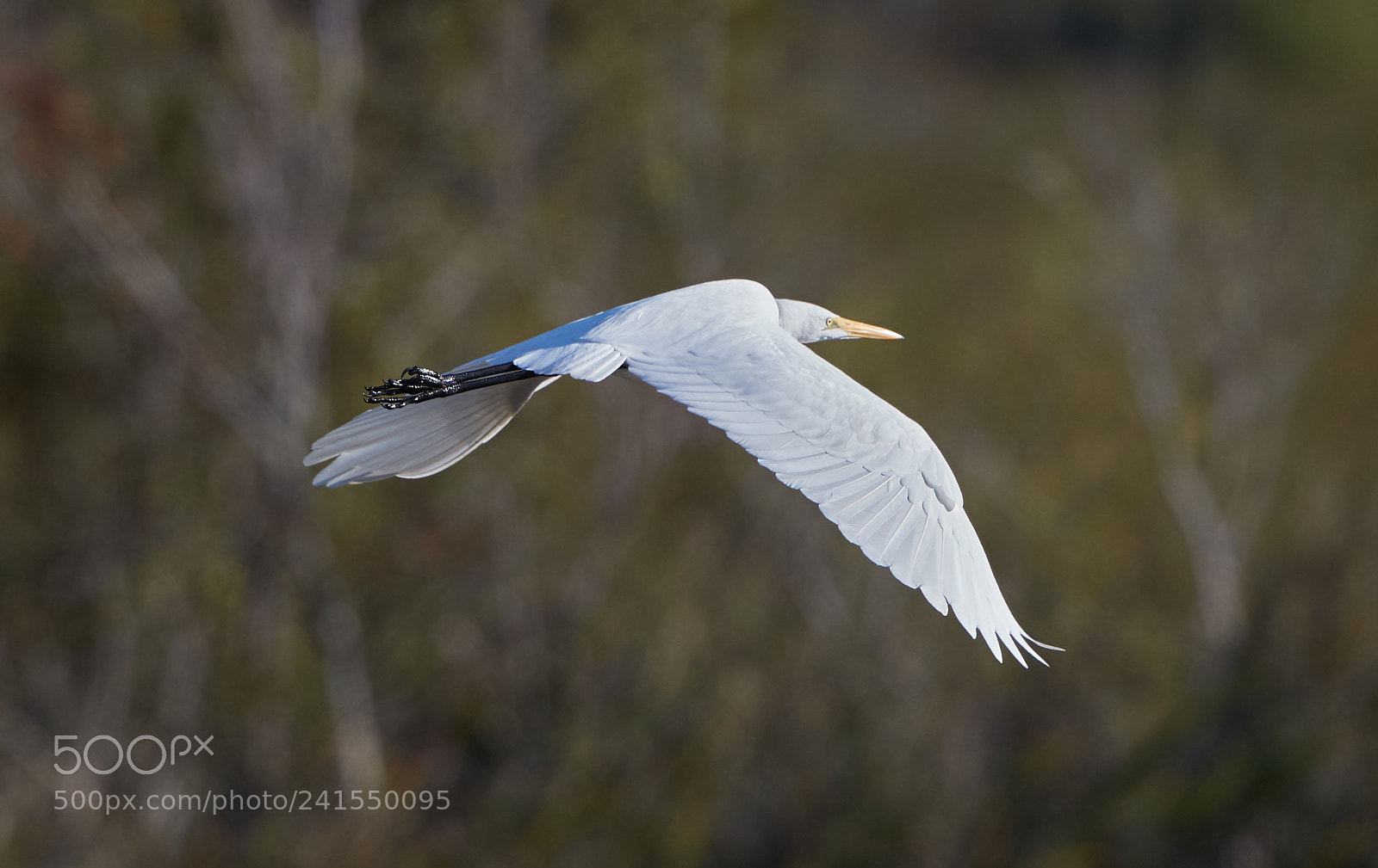 Canon EOS-1D X Mark II sample photo. 01-06-18-8140 2.jpg photography