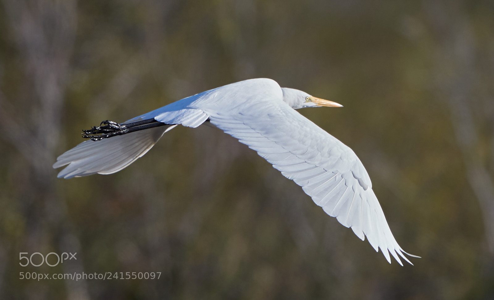 Canon EOS-1D X Mark II sample photo. 01-06-18-8140.jpg photography