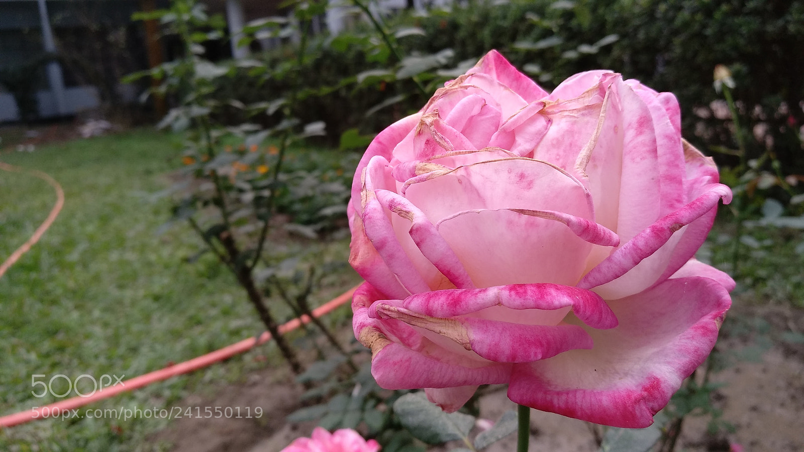 Xiaomi MI MAX 2 sample photo. Untitled photography
