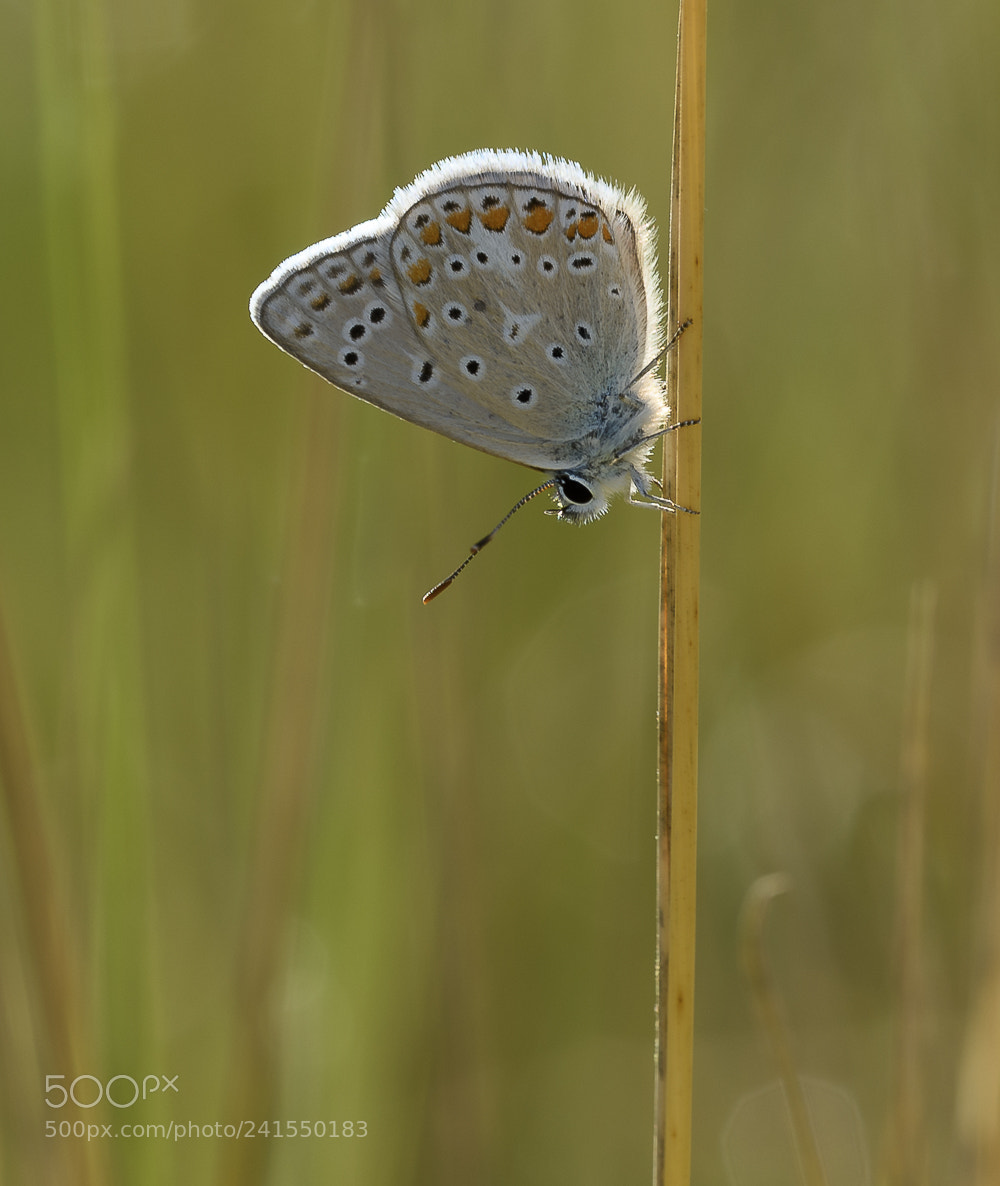 Nikon D810 sample photo. Polyommatus icarus photography