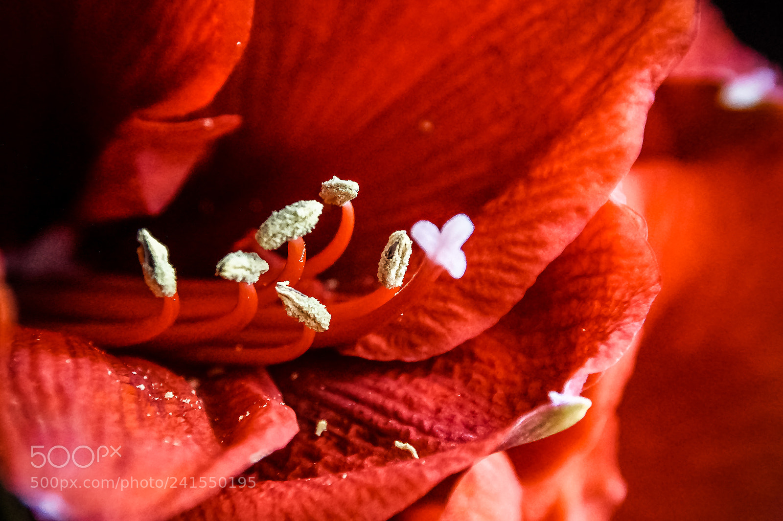 Sony SLT-A58 sample photo. *** amaryllis *** photography