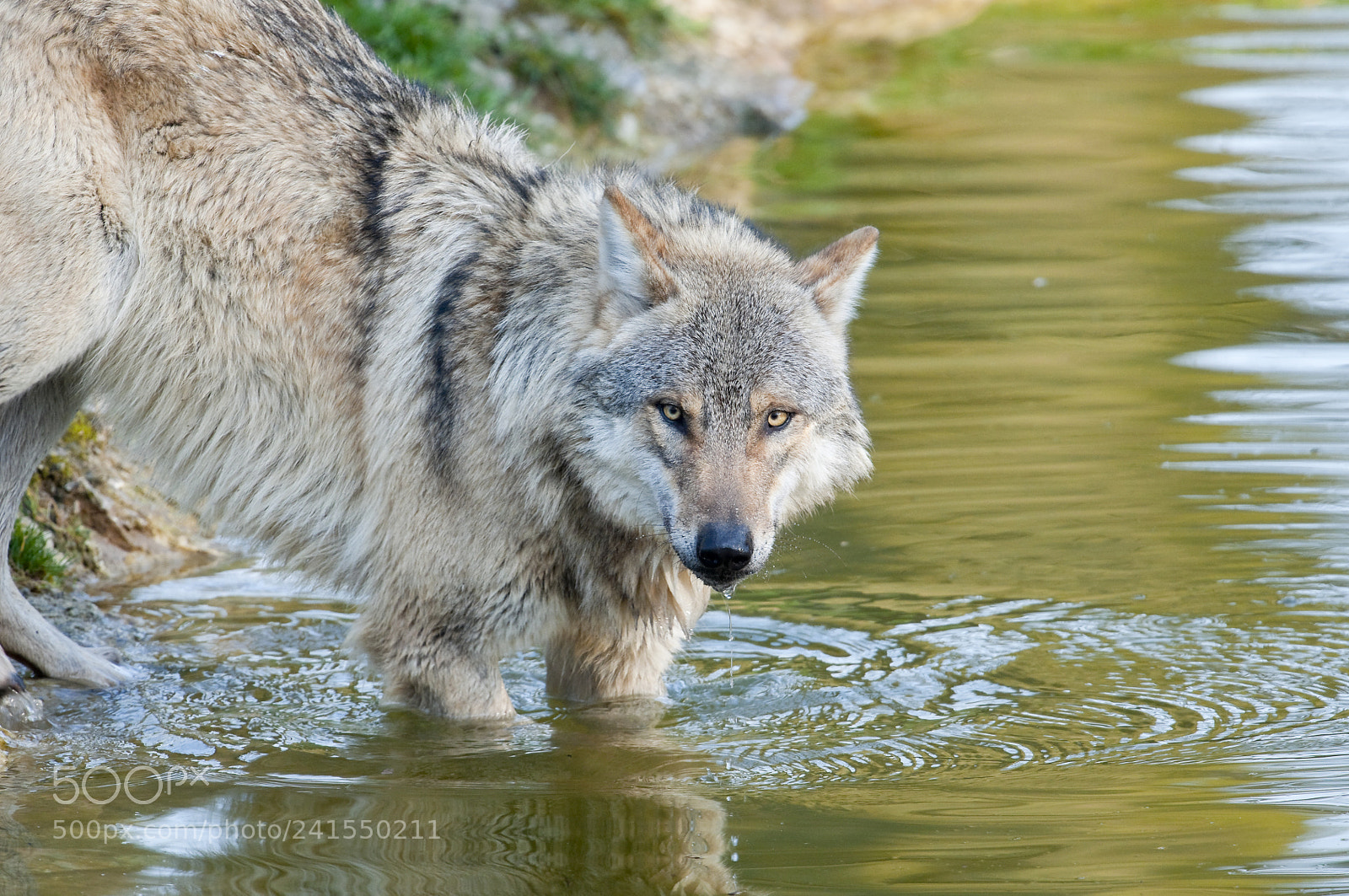 Nikon D300 sample photo. Europscher wolf - canis photography