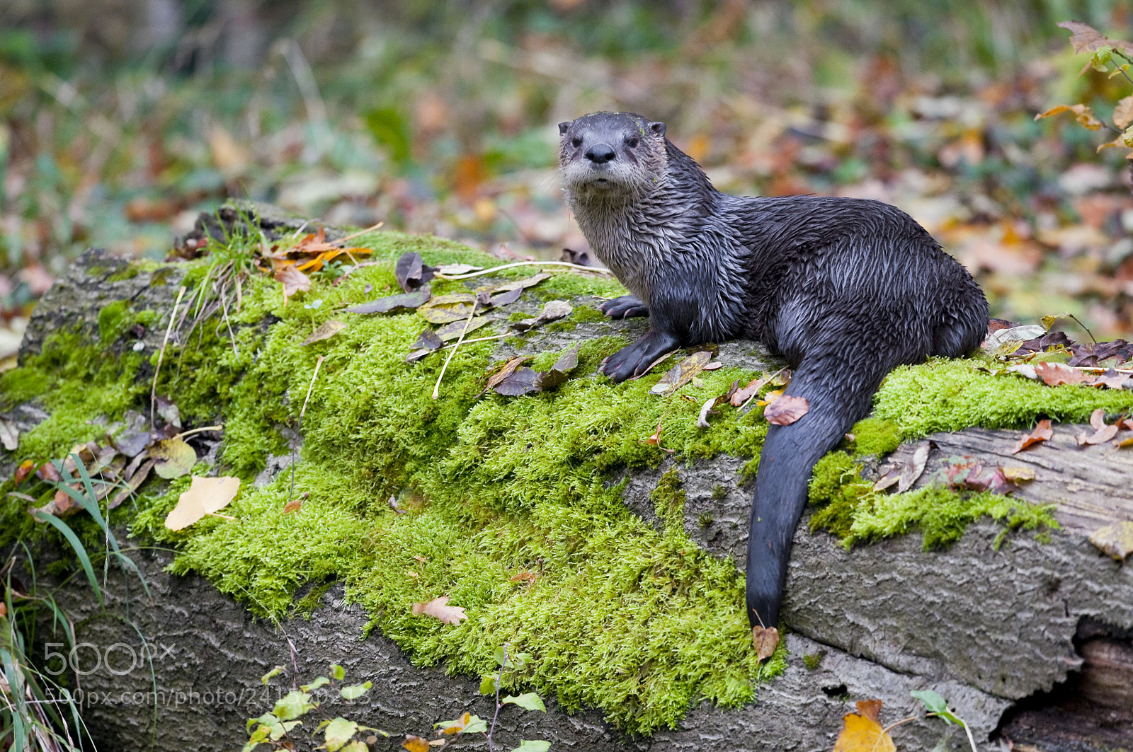 Nikon D300 sample photo. Europscher fischotter lutra lutra photography