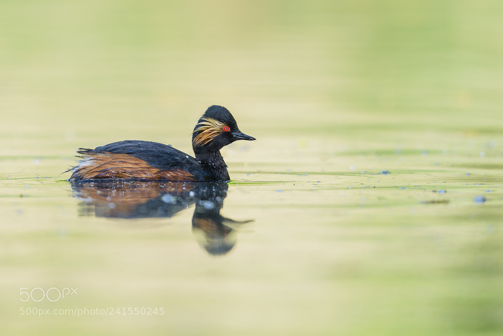 Nikon D810 sample photo. Schwarzhalstaucher, podiceps nigricollis, black photography