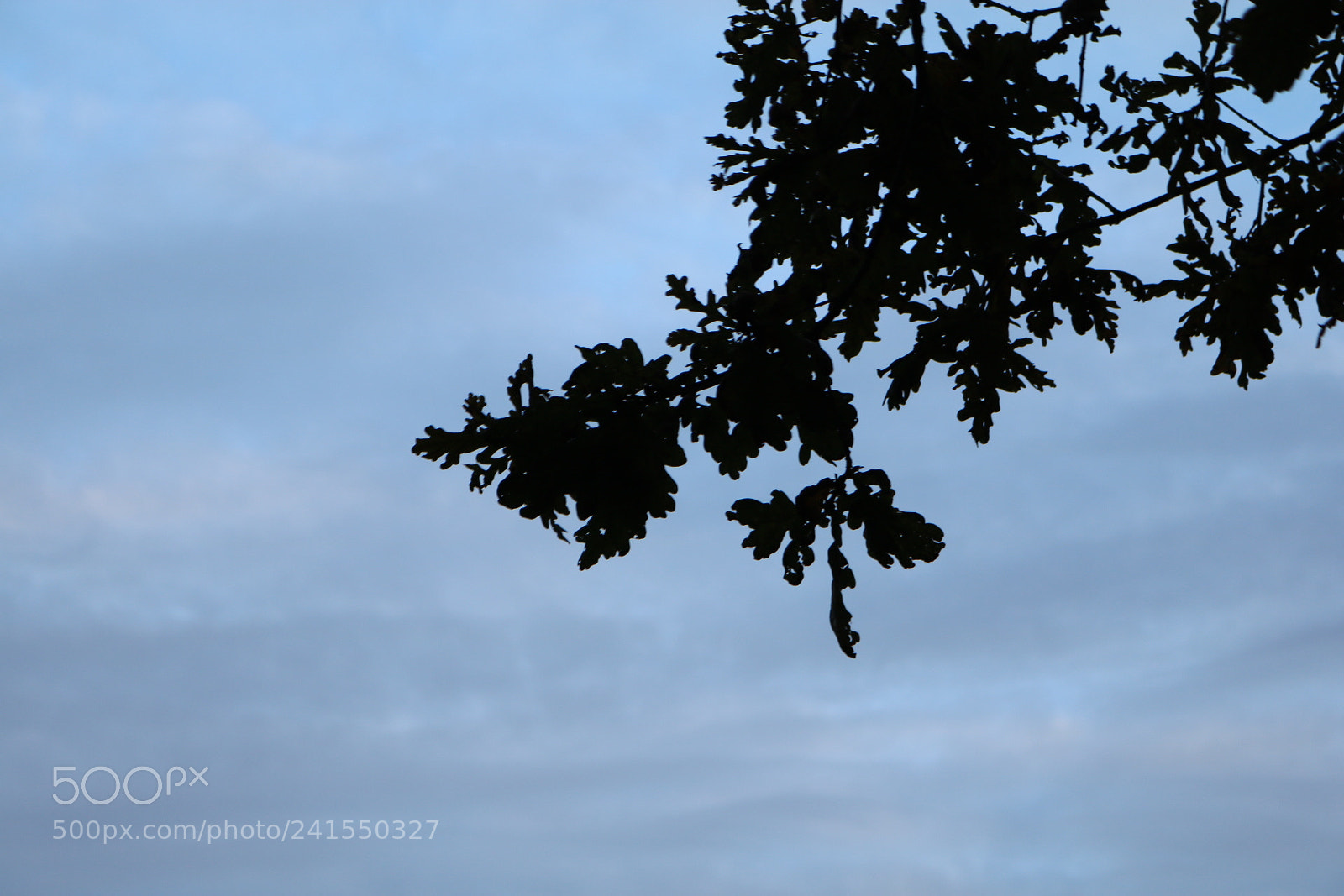 Canon EOS 750D (EOS Rebel T6i / EOS Kiss X8i) sample photo. Black branch photography