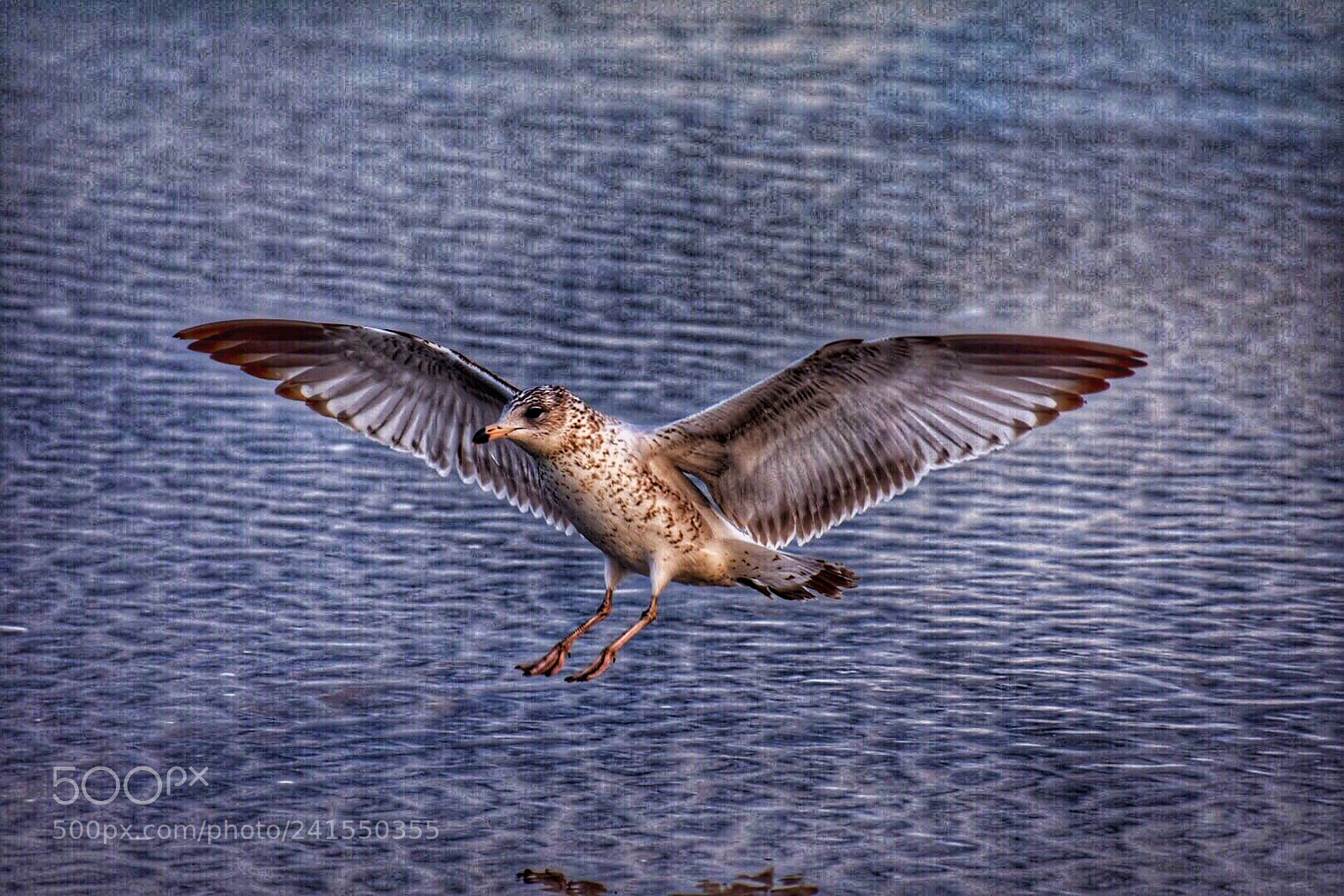 Nikon D7200 sample photo. Bird in flight photography