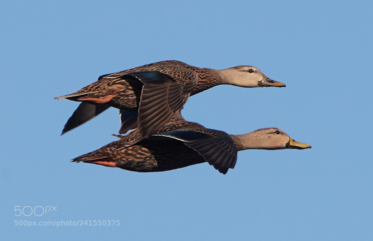 Canon EOS-1D X Mark II sample photo. 01-06-18-8182.jpg photography