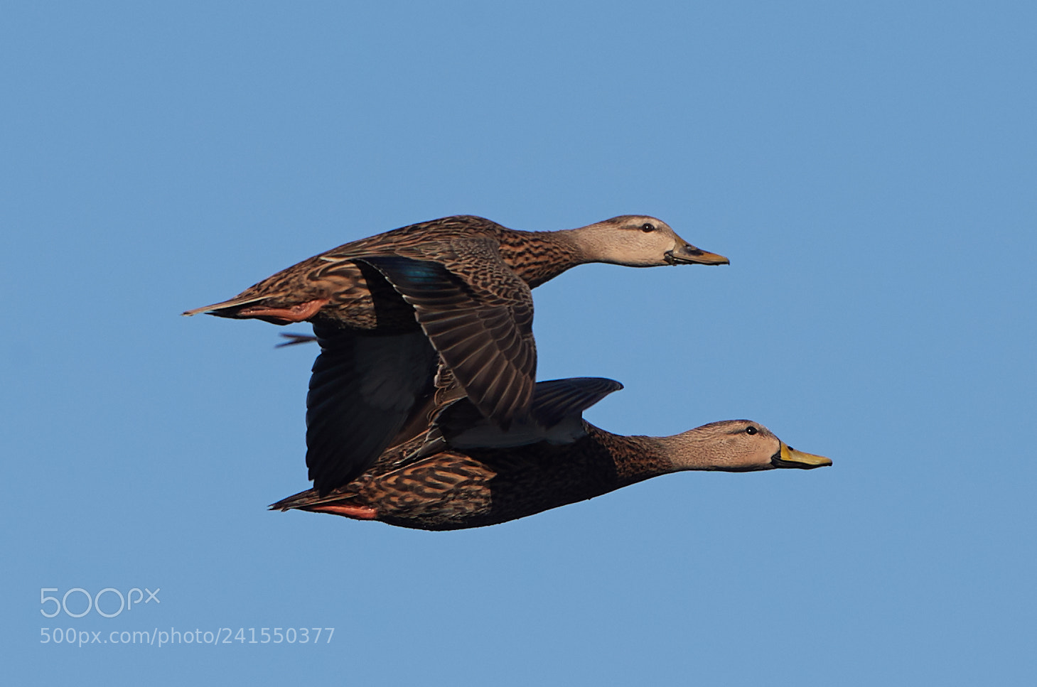 Canon EOS-1D X Mark II sample photo. 01-06-18-8183.jpg photography